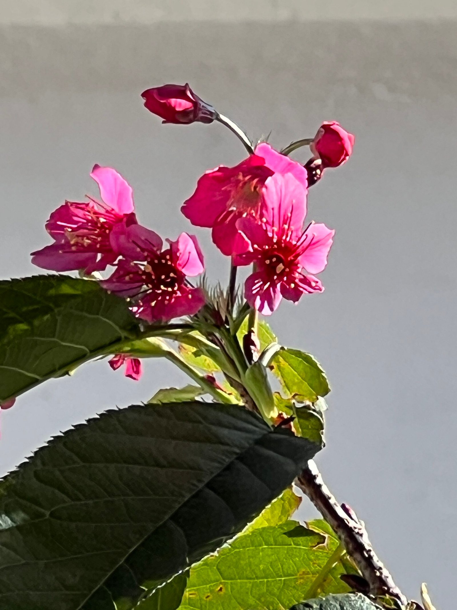 Flores y nuevos brotes