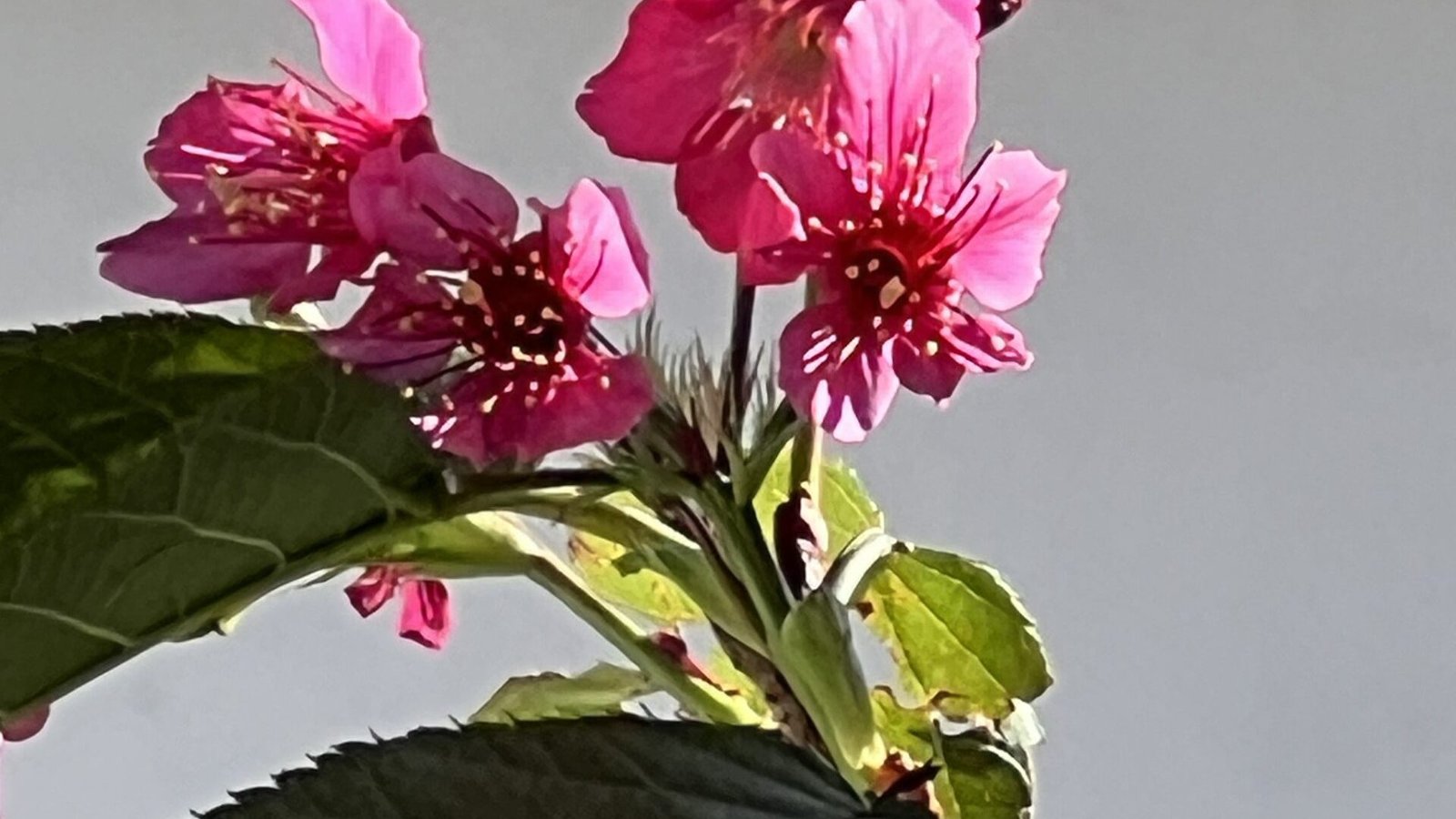 Flores y nuevos brotes